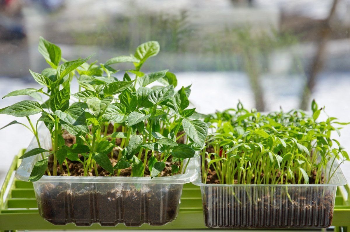 рассада на подоконнике. рассада в торфоперегнойных горшочках. пикирование базилика. овощи на грядке. через рассаду можно выращивать.