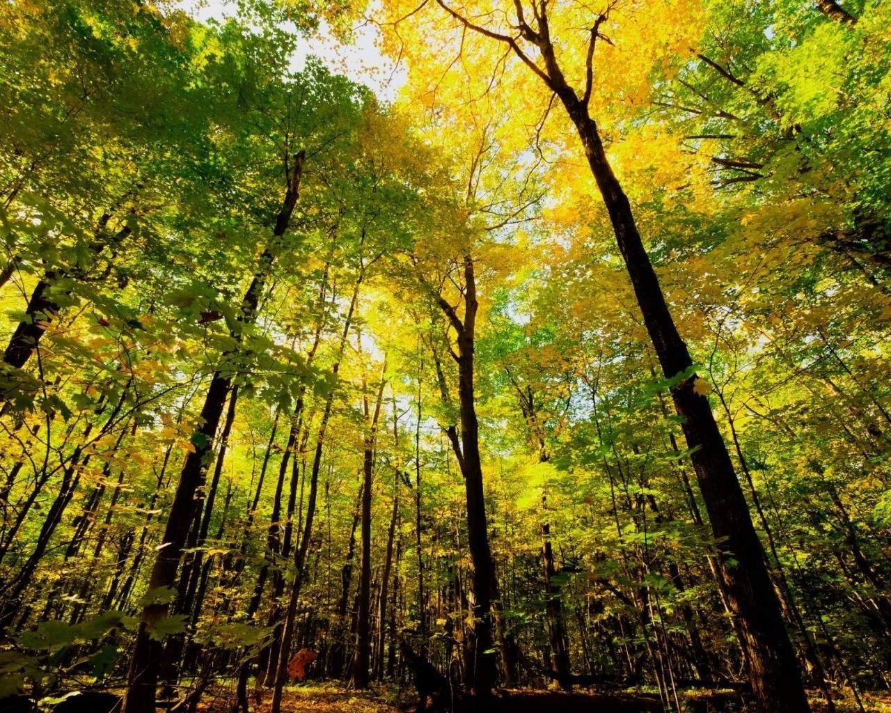 Слои леса - или как устроен лес | ПРОКЛИМАТ.ЭКО | Пульс Mail.ru