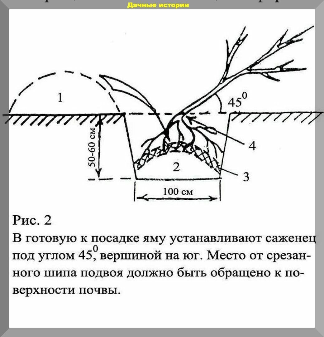 Грядки для смородины