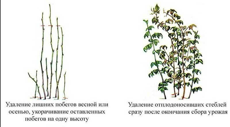 Когда обрезать малину осенью. Прищипывание малины весной. Схема обрезки малины по Соболеву. Обрезка малины осенью для начинающих в картинках пошагово. Обрезка малины весной для начинающих в картинках пошагово.