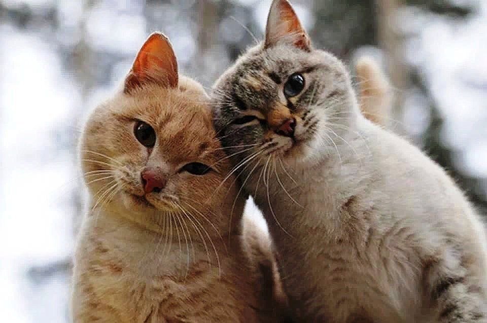 Друг кисы. Кошки любовь. Два котика. Влюбленные коты. Красивые кошки.