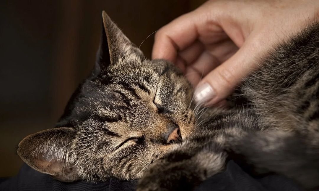 кошка громко мурлычет. мурчание кошки. почему кошки мурлыкают. поглаживание кошки. мур коты.