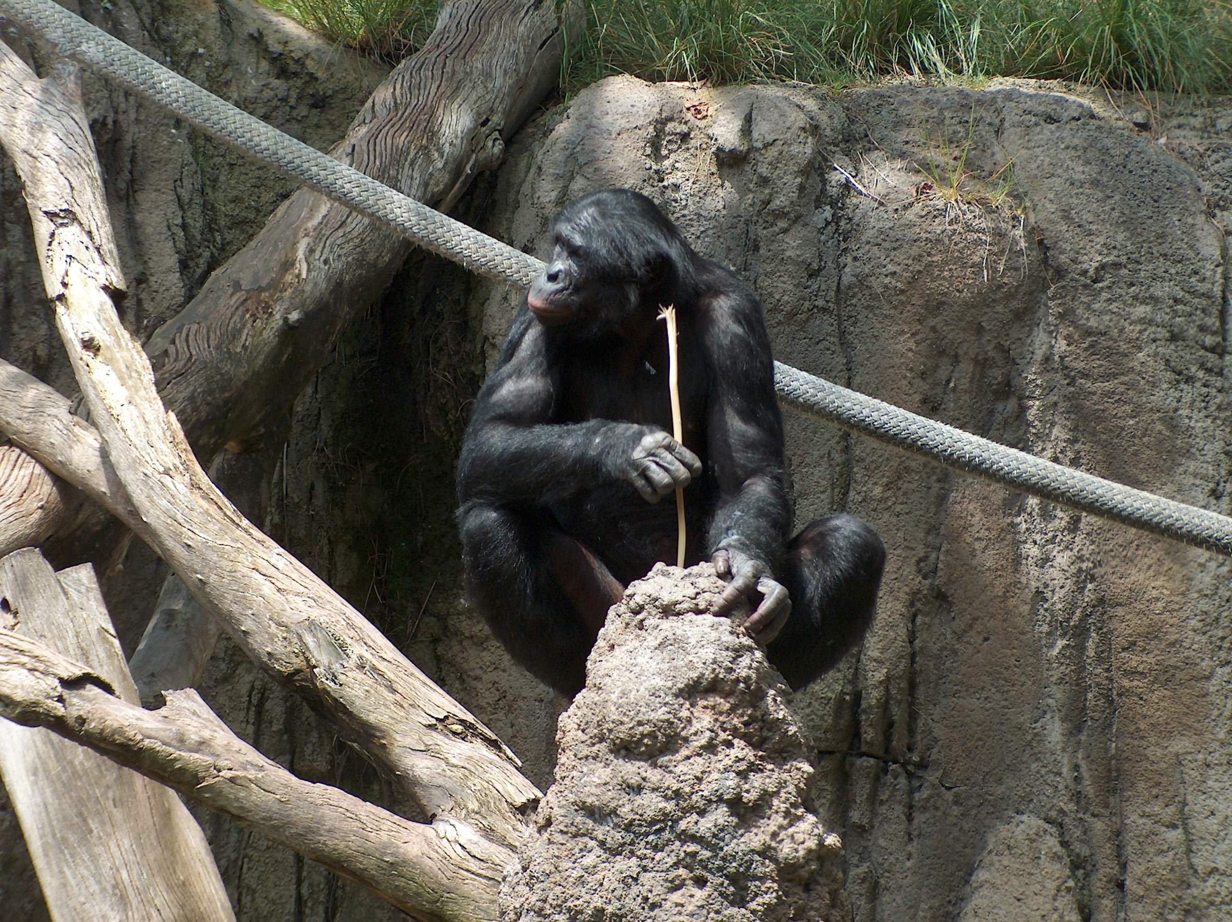 Деятельность человекообразных обезьян. Шимпанзе бонобо. Бонобо человекообразные обезьяны. Орудийная деятельность шимпанзе. Примат с палкой.