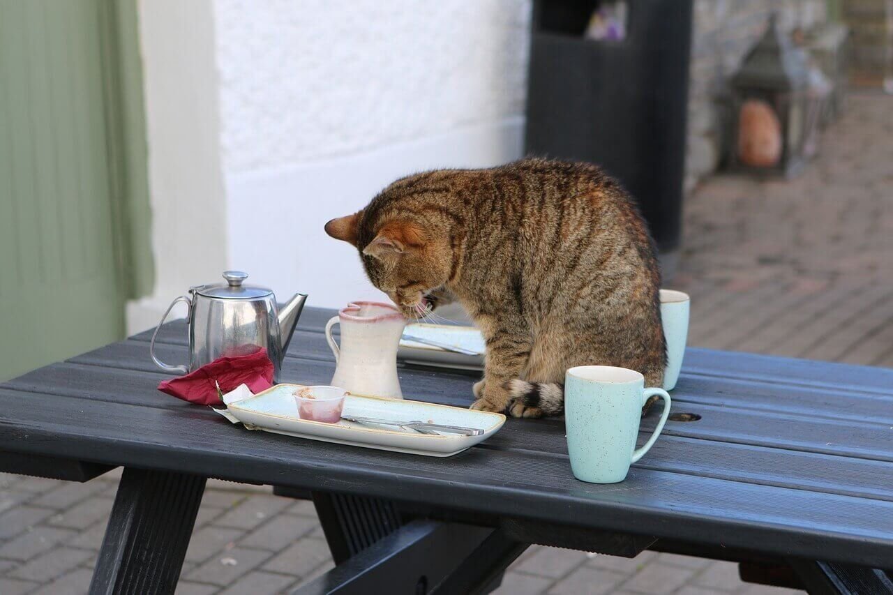 Коту можно чай. Котик с кофе. Кот с чашкой кофе. Утро кофе кот. Кот пьет кофе.