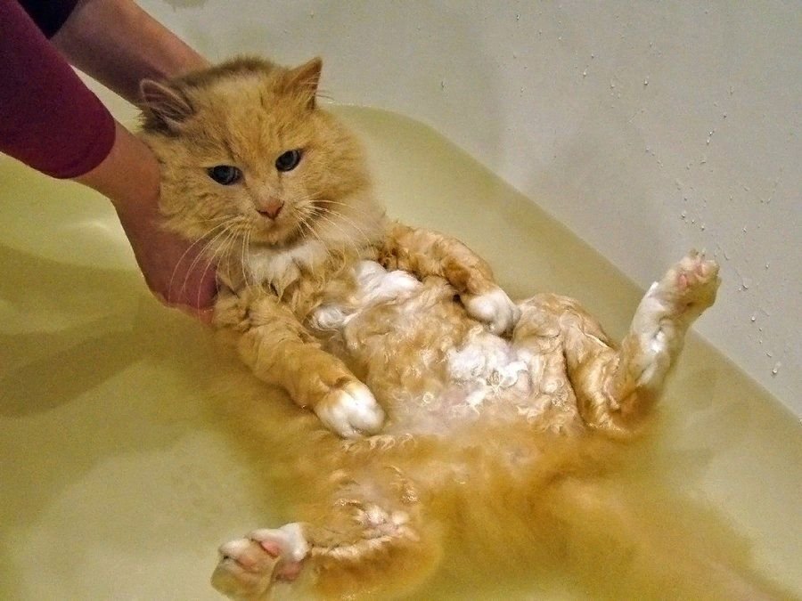 Кошка купается картинки