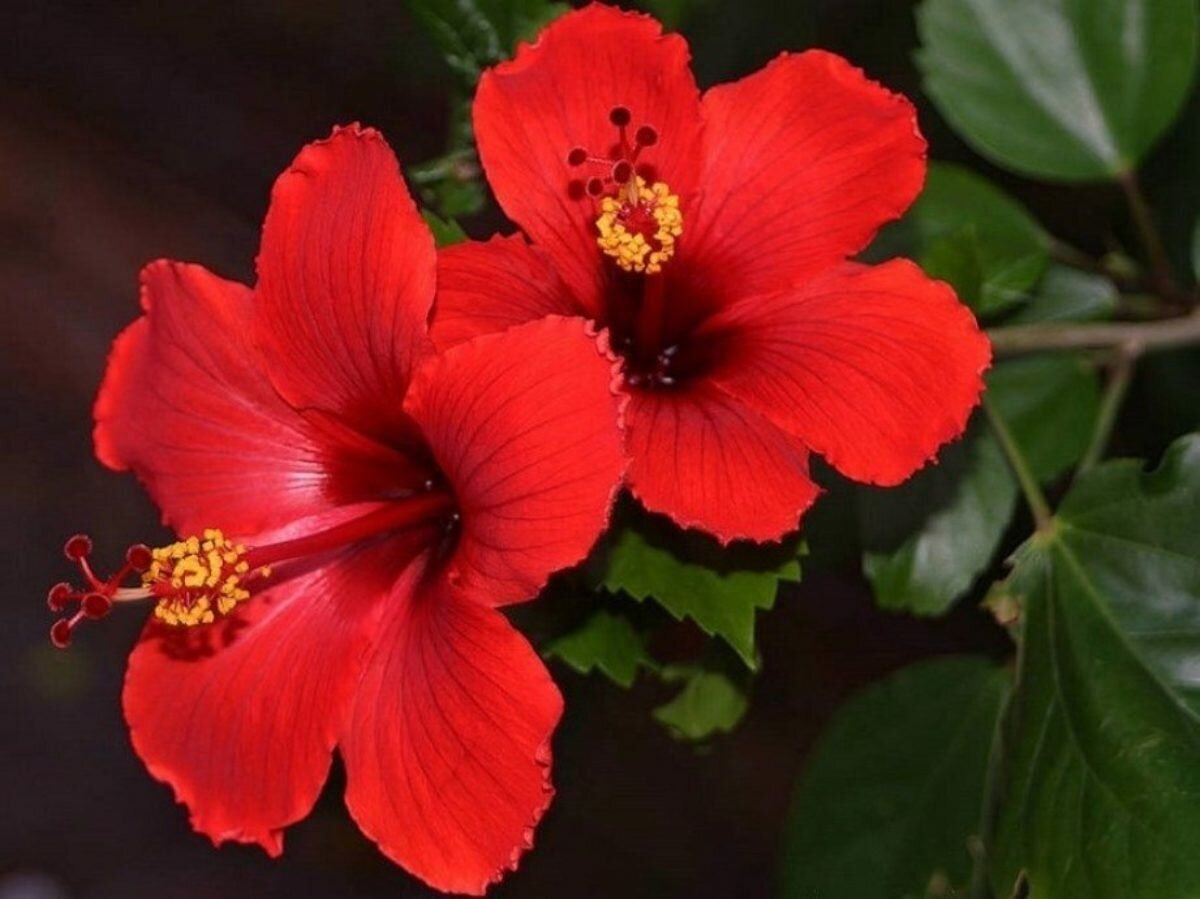 Гибискус (Hibiscus Rosa-sinensis)