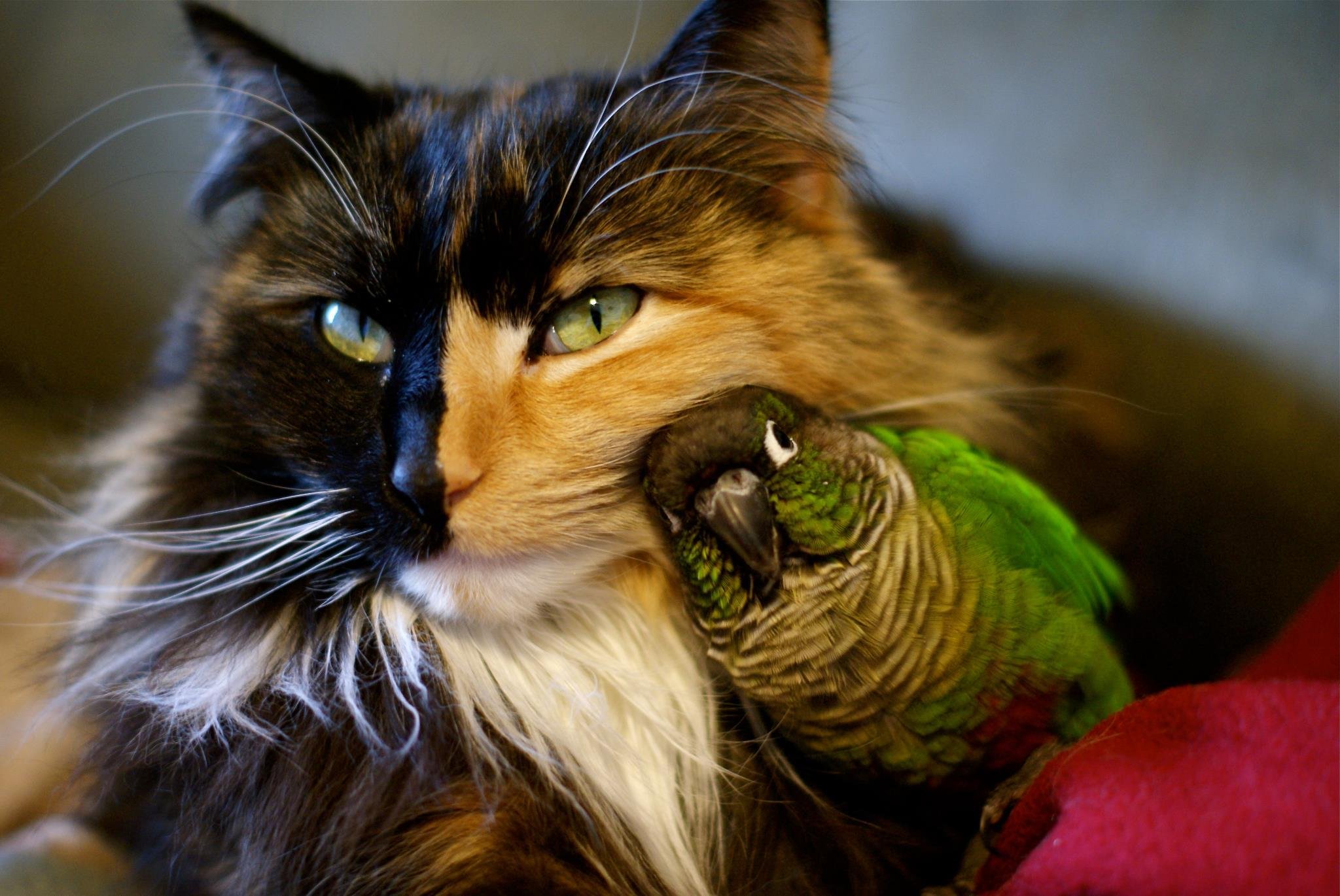 Странные звуки котов. Необычные котики. Кошка. Кот и птичка. Эмоции животных.