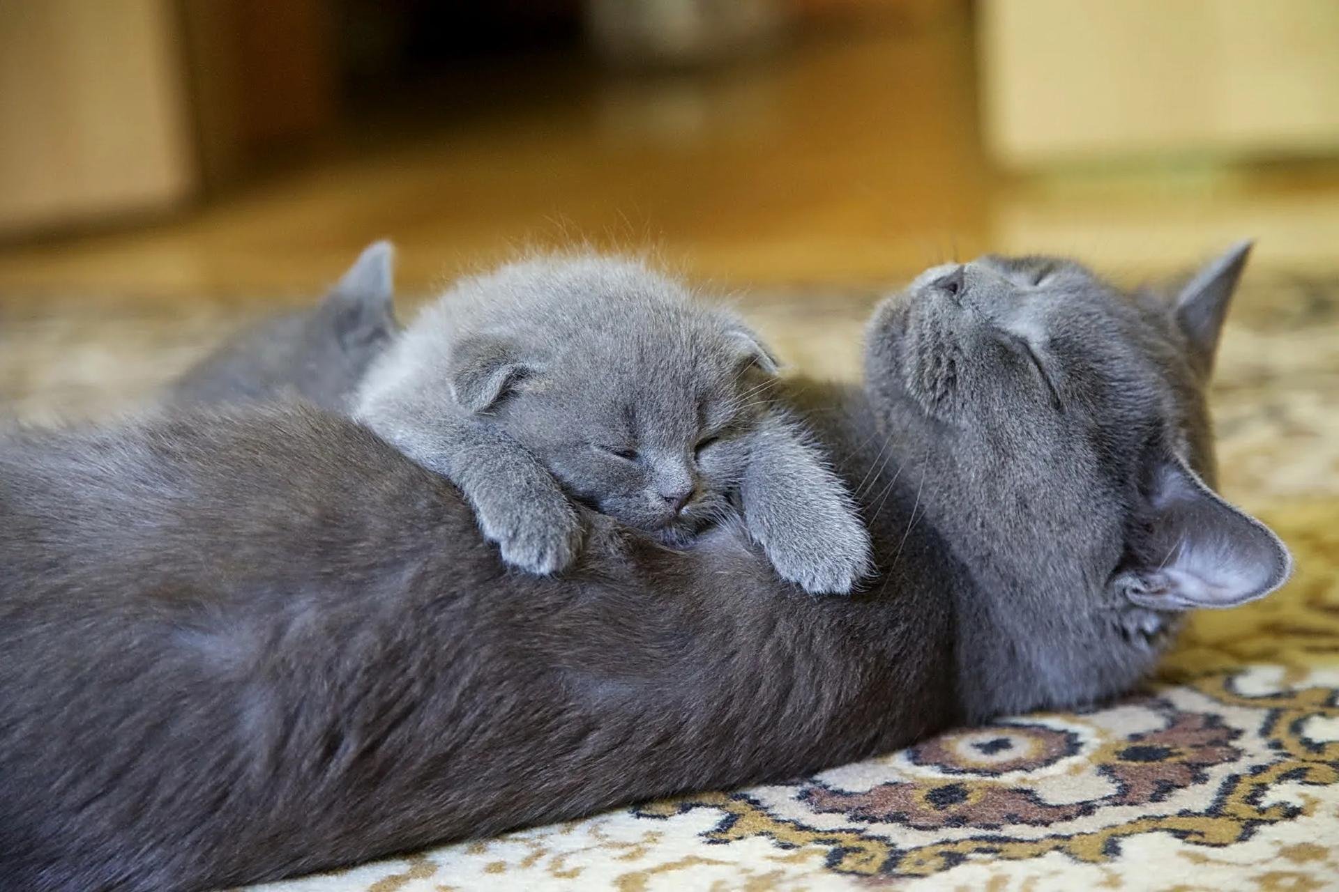 Фото кошки мамы и котенка