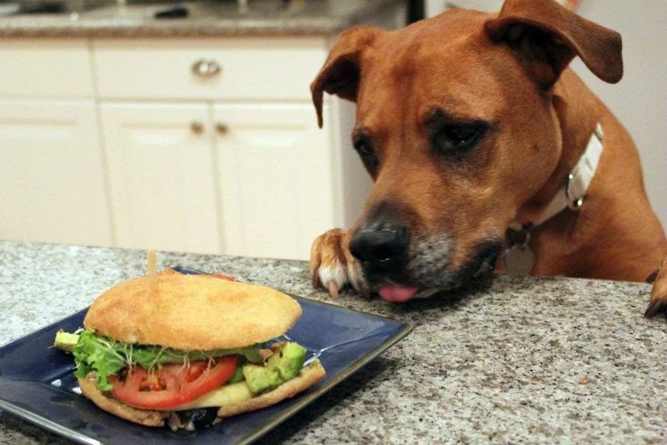 Собаку съел откуда. Еда для собак. Собака крадет еду. Стол для собак для еды. Собака ворует еду со стола.
