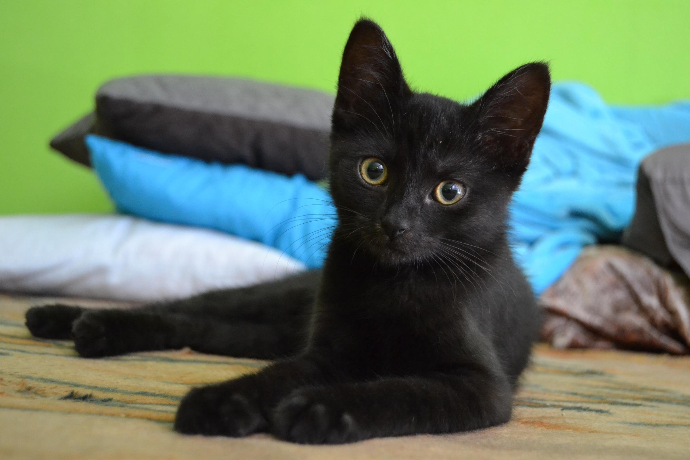Метис бомбейской кошки