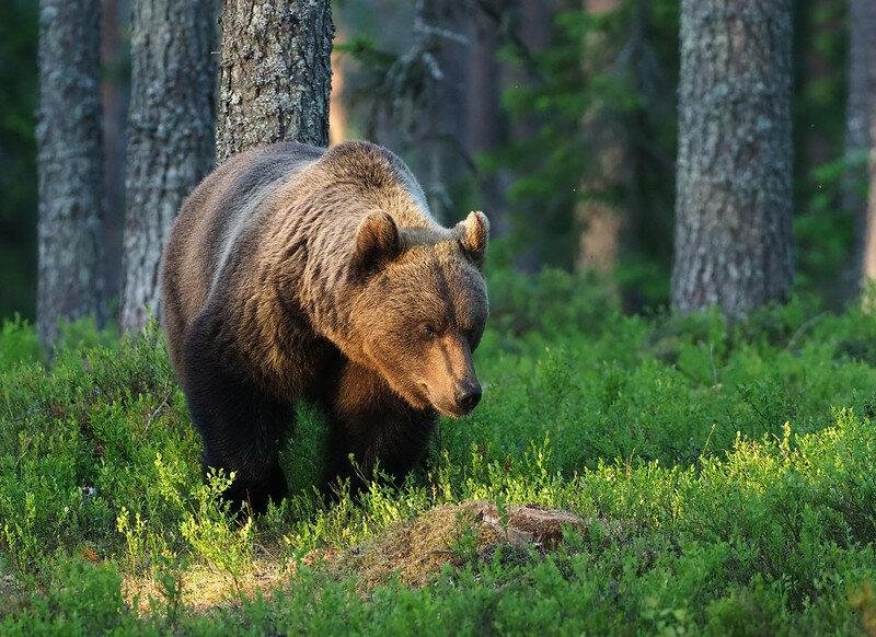 Бурый медведь. Европейский подвид