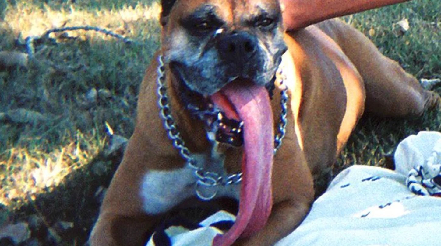 Собака боксер с языком