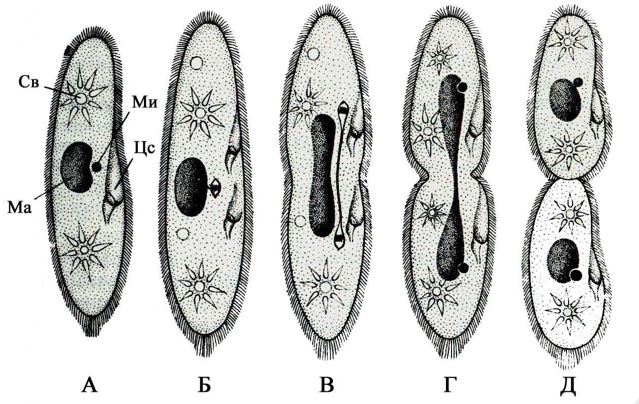 У организма показанного на рисунке. Деление инфузории туфельки бесполое. Размножение инфузории туфельки схема. Бесполое размножение инфузорий. Бесполое размножение инфузории туфельки.