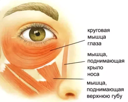 Повышенное верхнее. Круговая мышца глаза. Строение круговой мышцы глаза. Строение вокруг глаза. Круговая мышца глаза анатомия.