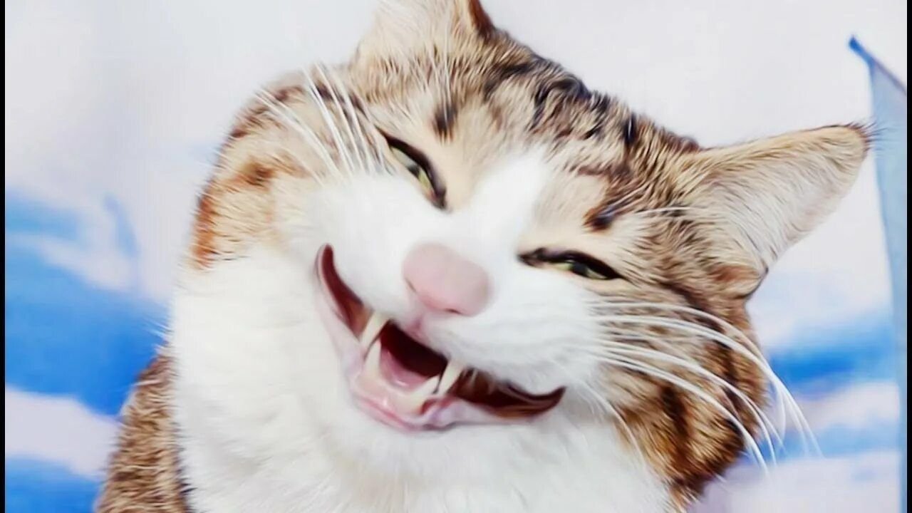 Видео про улыбающихся. Улыбающиеся коты. Кот смеется. Кот улыбается. Смешной кот улыбается.