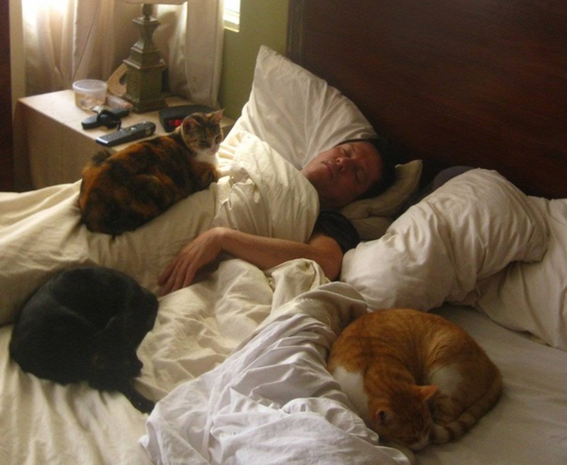 Почему кошки спят со мной. Котик в постели. Много котов на кровати. Кот в постели с хозяином.