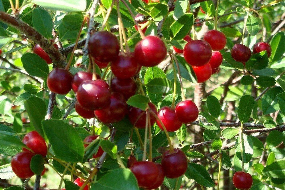 Самоплодные сорта вишни для средней полосы