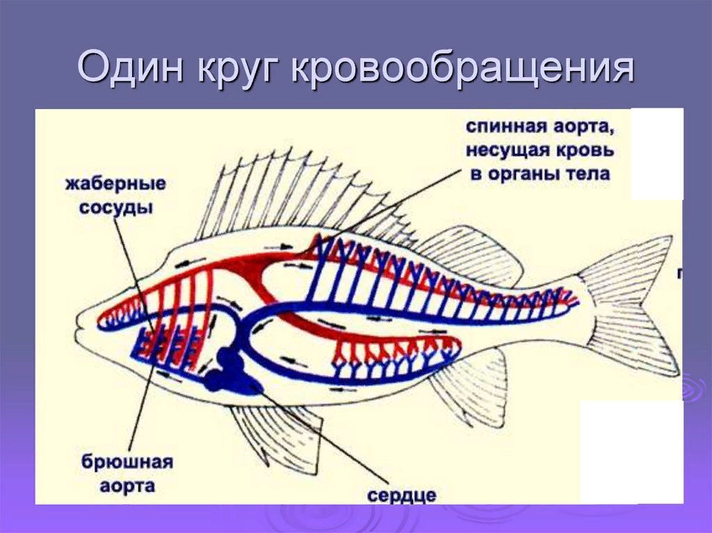 Схема кровообращения позвоночных животных