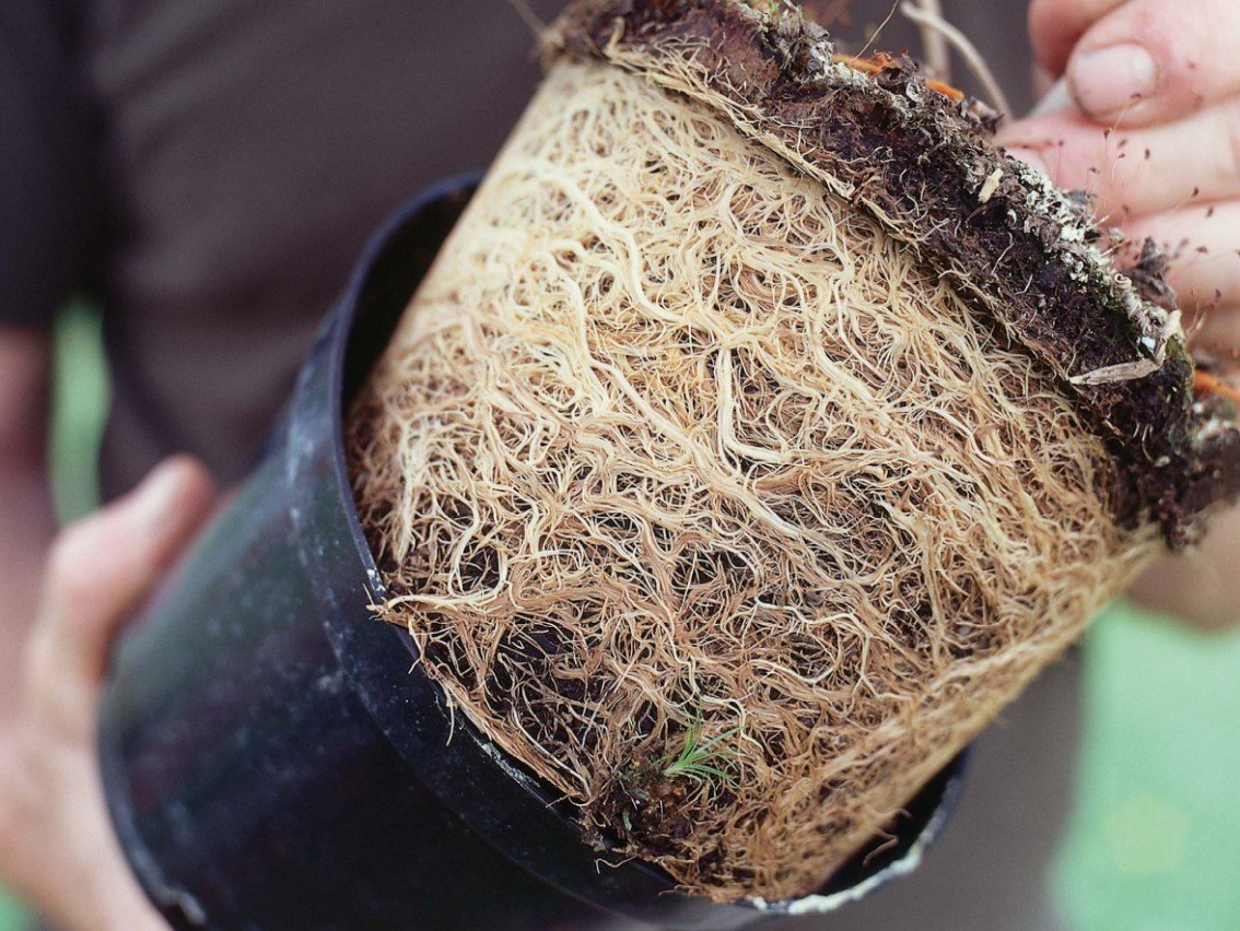 пересадка орхидеи фаленопсис. корни комнатных растений. драцена пересаживание. комнатные растения с корневищем. корни комнатных растений.