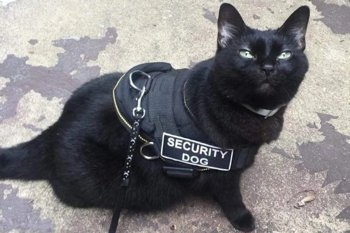 Кошачий охранник. Кот сторож. Кошка полицейский. ЕОТ В полицейской форме. Кот охранник