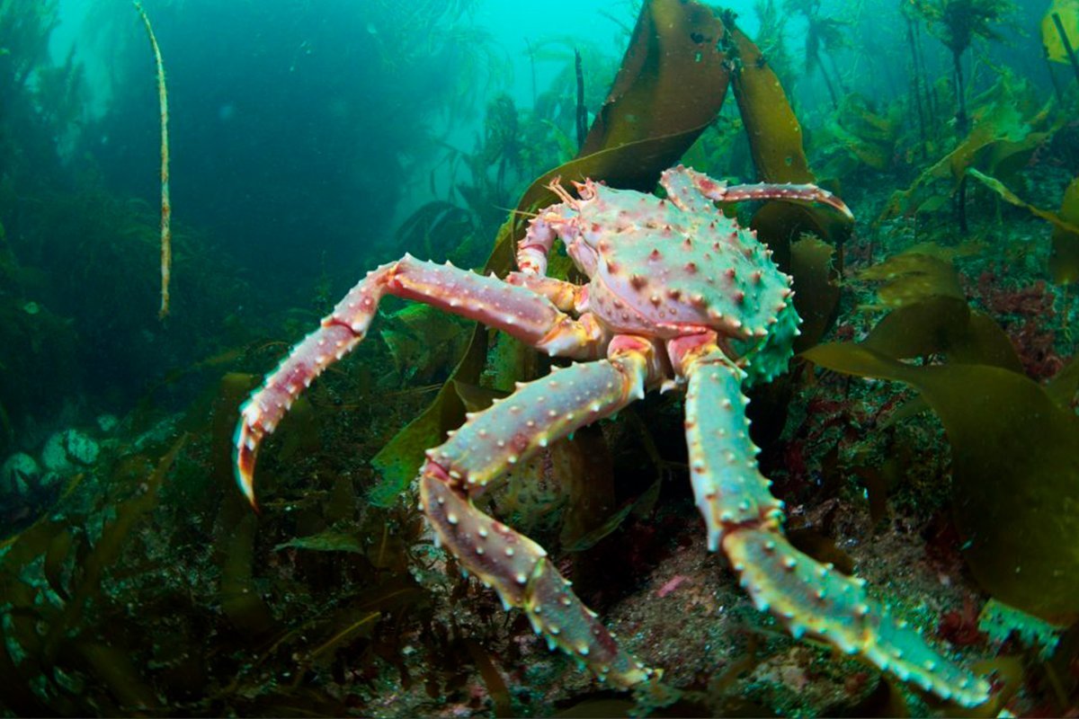 Морской краб