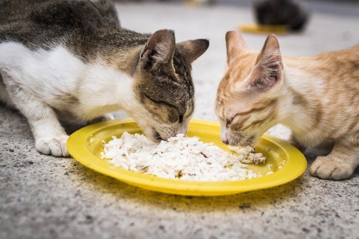 Еда для кошек