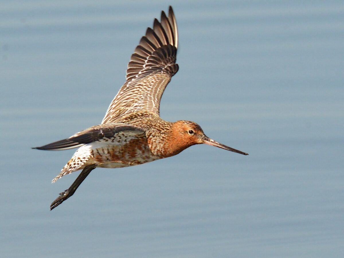 Limosa lapponica