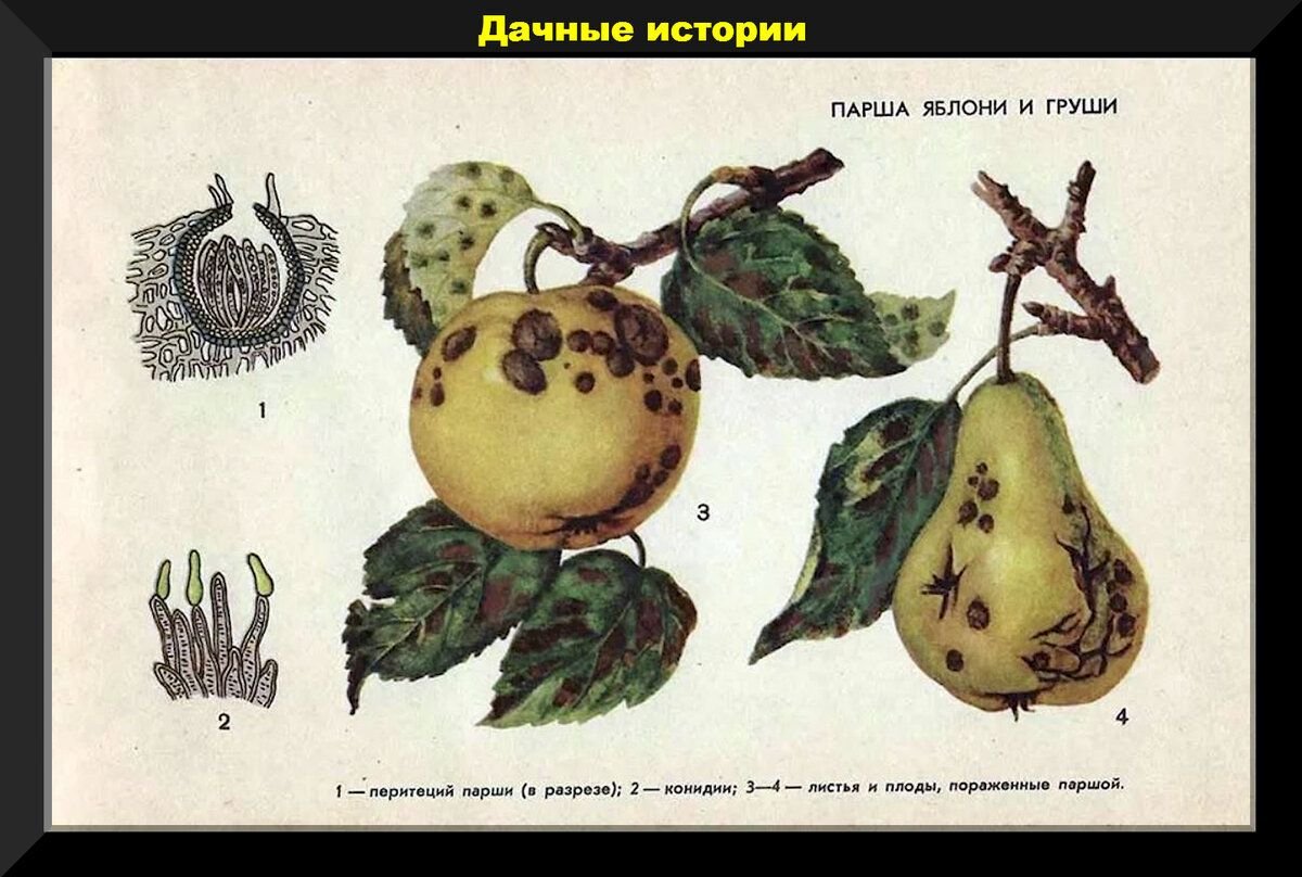 Вредители яблони и груши описание с фотографиями