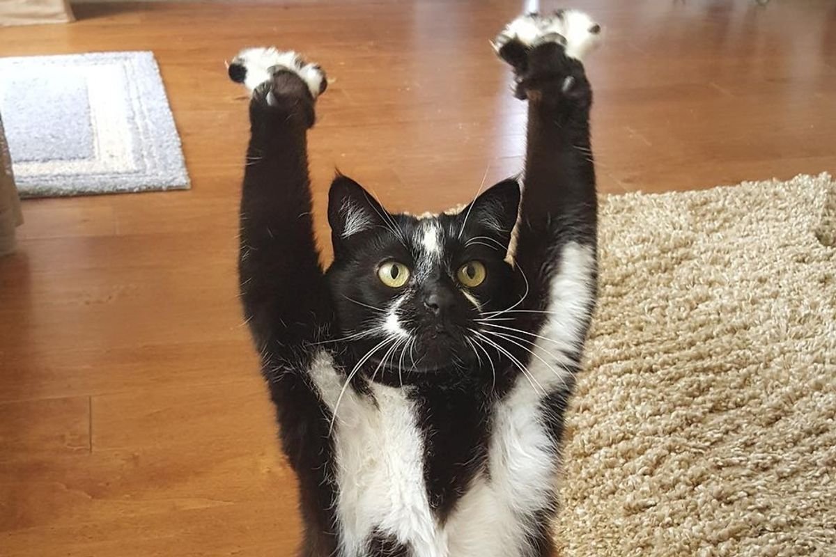 Кот поднял лапу вверх. Кот лапы вверх. Котенок с поднятой лапой. Коты с поднятыми лапами. Поднимем лапу.