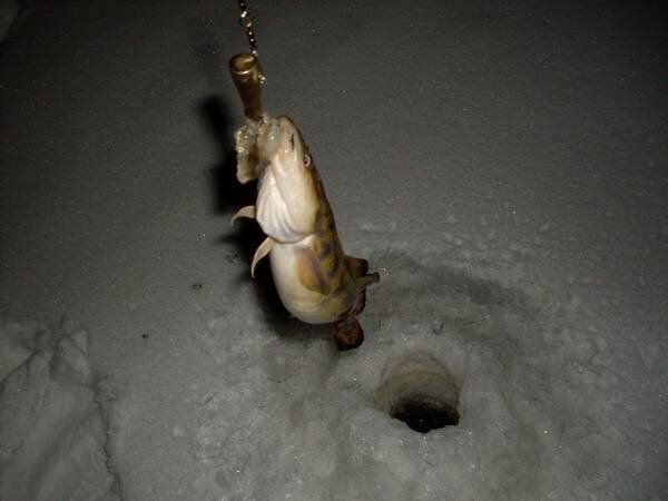 ловля налима зимой на стукалку подводное видео. стукалка на налима. зимний продольник на налима. ерш на налима. ловля налима зимой на стукалку подводное видео.