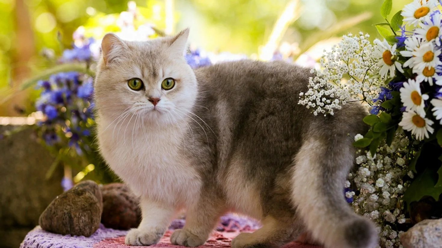 Красивые картинки с котами