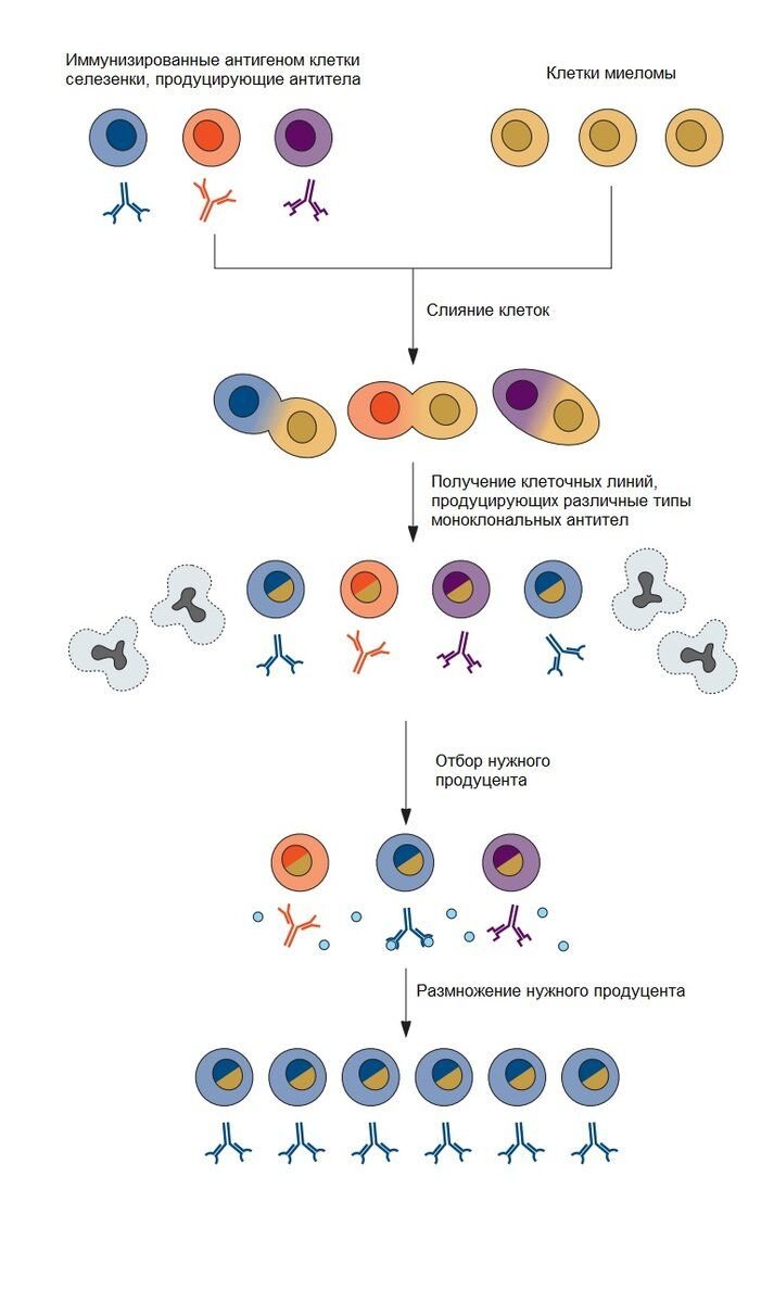 Какие бывают антитела? | Бионаука | Пульс Mail.ru