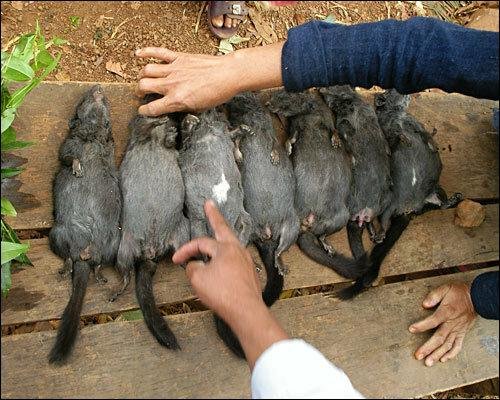 Могила хомяка. Гробик для грызунов. Мышь в коробке. Крыса зимняя. Как похоронить крысу зимой.