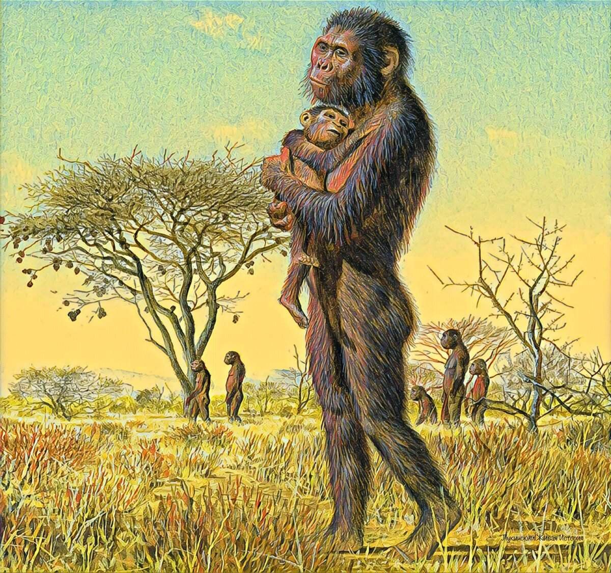 Человекообразные предки человека