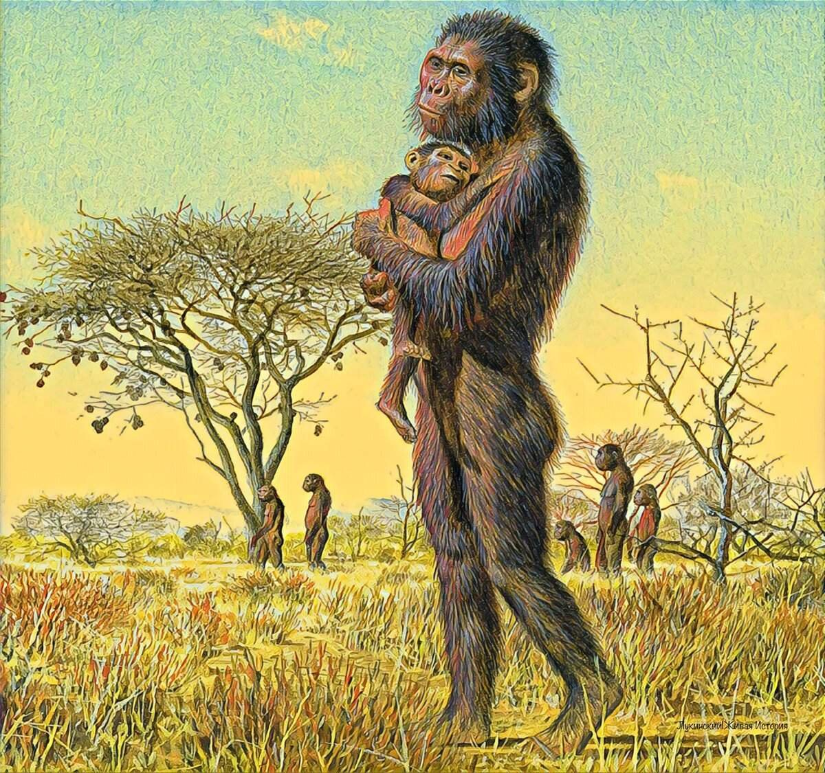 Человек это примат. Australopithecus Afarensis (австралопитек афарский). Австралопитеки гоминид. Прямоходящие приматы австралопитеки. Австралопитек афарский в полный рост.