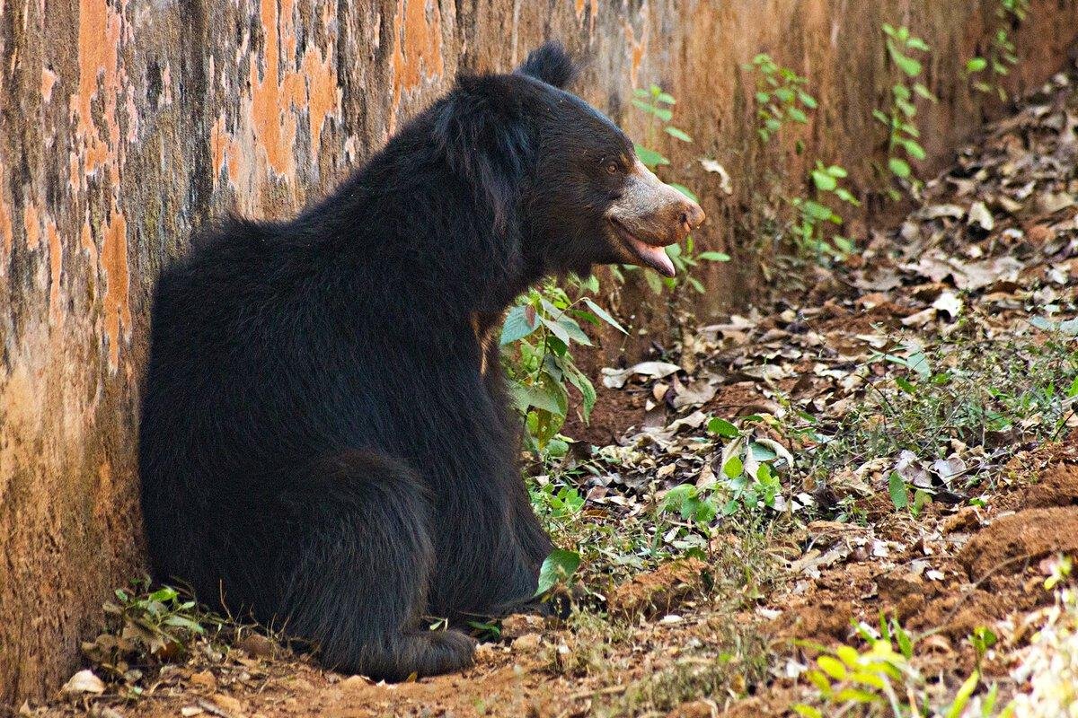 Медведь губач фото и описание