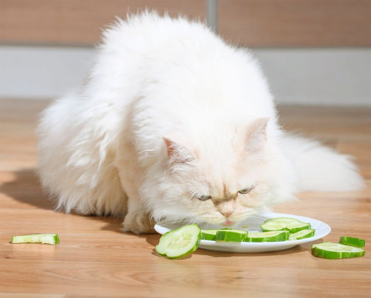 Кошка есть огурец. Кошка и овощи. Кот ест овощи. Кошка ест овощи и фрукты. Кот и огурец.