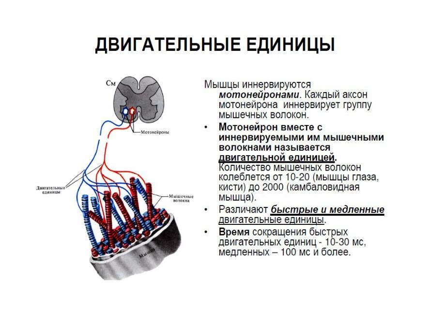 Зарисовать схему двигательной единицы обозначить структурные компоненты