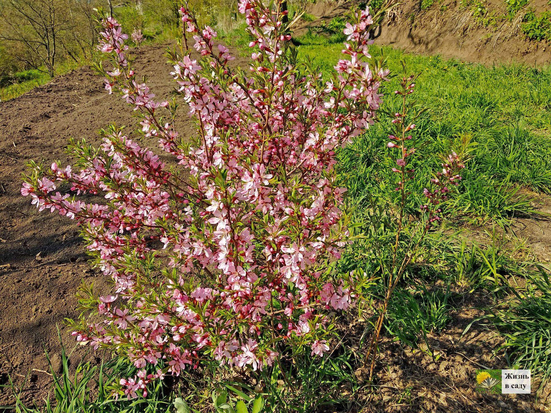 Миндаль Степной (Prunus tenella)