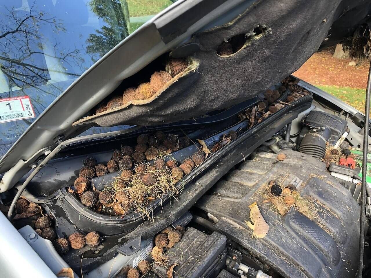 крыса под капотом