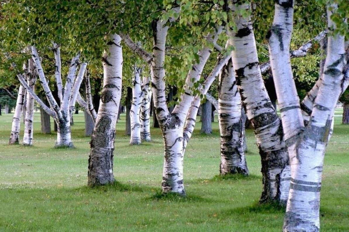 Русские деревья. Берёза (лат. Bétula). Береза (род Betula). Карельская береза дерево. Береза маньчжурская.