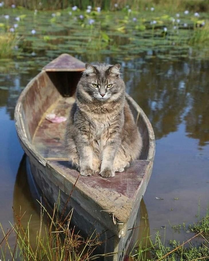 Кошка для рыбалки фото