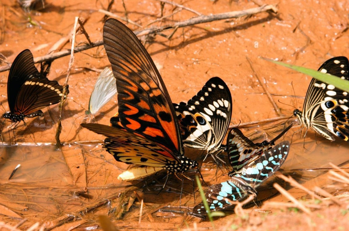 Papilio antimachus бабочка