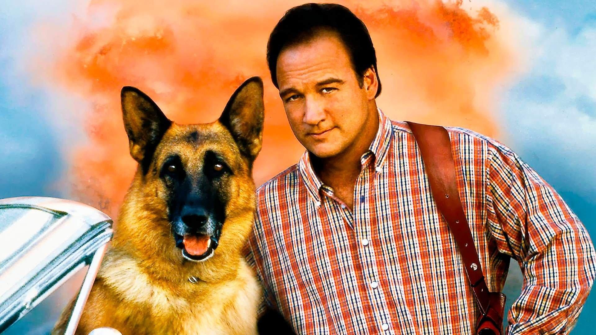 Кинолог разбирает фильмы про собак: «Комиссар Рекс», «К9», «Бетховен ...