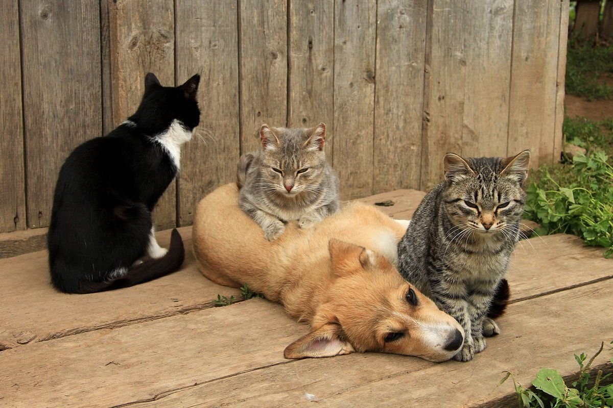 Деревенские коты и кошки