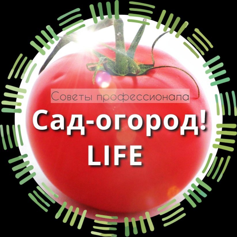 Как ускорить покраснение томатов. Огород Life. Средства для покраснения томатов фирмы Орион.