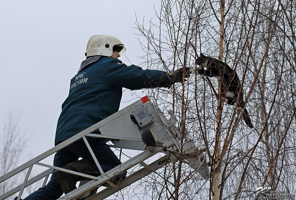Спасите кошку картинка