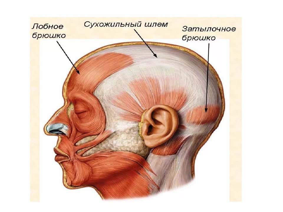 Апоневроз головы. Надчерепной апоневроз сухожильный шлем. Лобно затылочная мышца и апоневроз. Апоневроз лобной мышцы. Сухожильный шлем надчерепной мышцы.