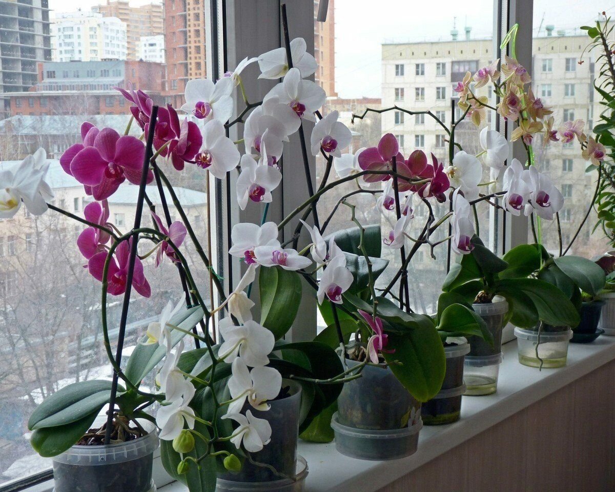 Орхидеи как ухаживать чтобы цвели. Орхидея фаленопсис Шанхай. Орхидея фаленопсис мини. Фаленопсис Винтер лав. Орхидея фаленопсис в горшке.