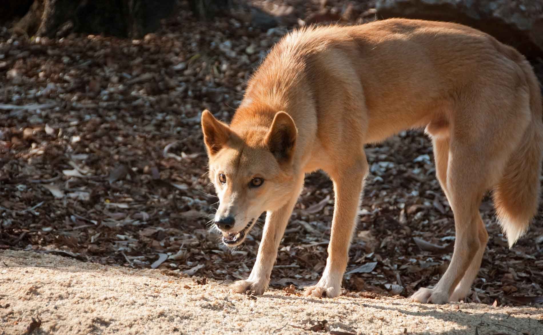 австралийская собака динго. австралийская собака динго. собака динго описание. австралийская собака динго. австралийская собака динго.